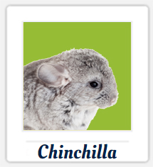 chinchilla